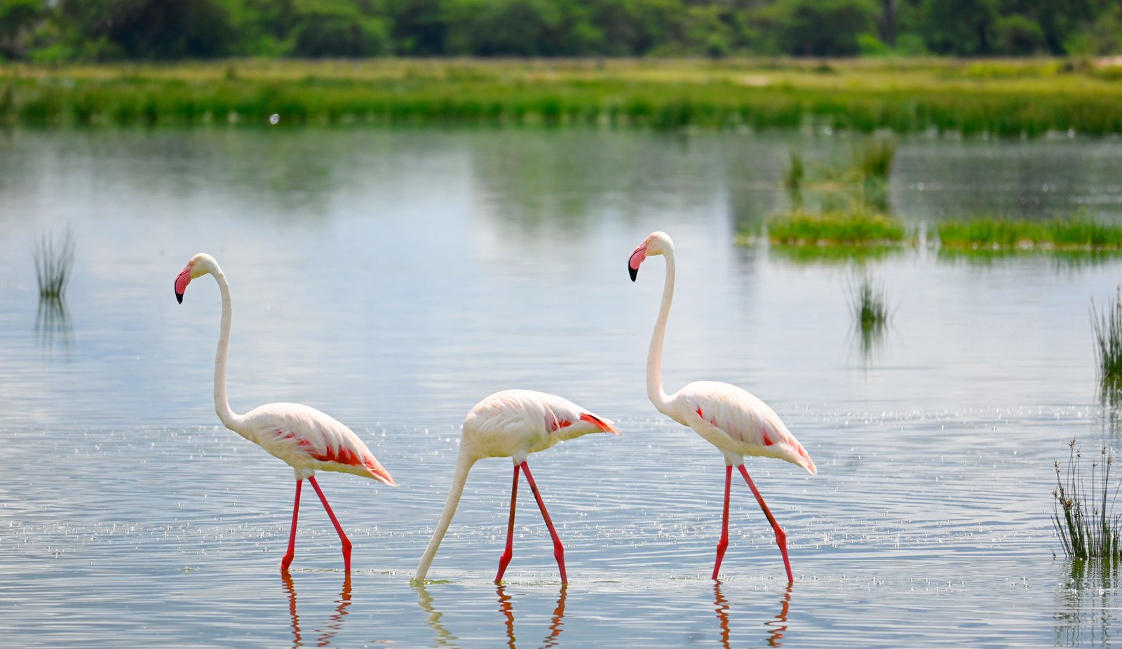 Bundala National Park – Wildlife Safari in Sri Lanka