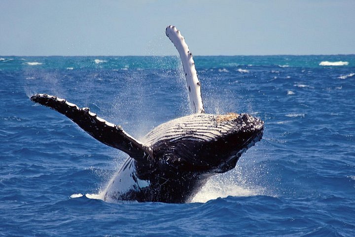 Mirissa Whale Watching: An Unforgettable Ocean Adventure in Sri Lanka